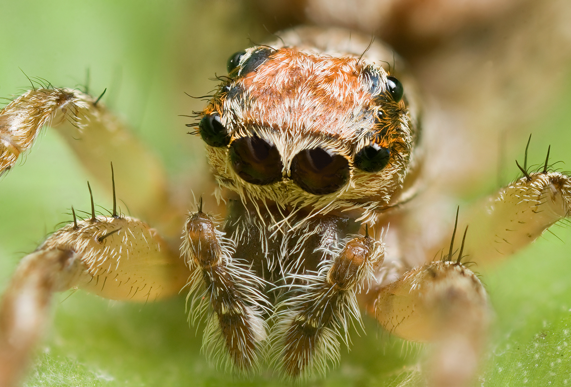 How Many Spiders Does The Average House Have